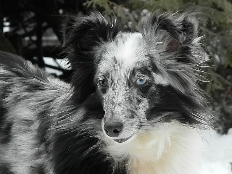 Flamme bleue Des Shelties De La Rose