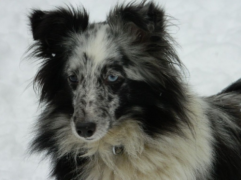 Flamme bleue Des Shelties De La Rose