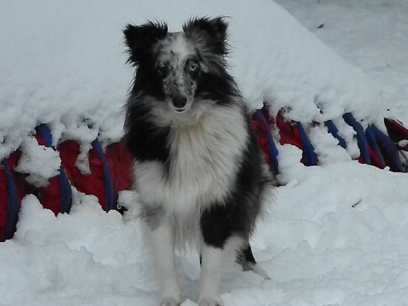 Flamme bleue Des Shelties De La Rose